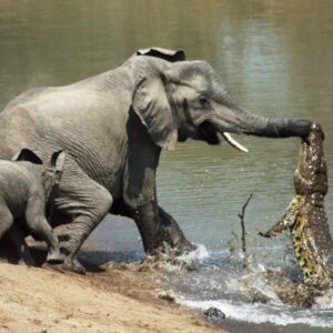 Crocodile catched little elephant’s trunk when he was drinking a water! See what happened after Check the comments 👇👇👇