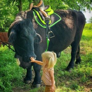 I recently spent $6,500 on this registered Black Angus bull. I put him out with the herd but he just ate grass and wouldn’t even look at a cow. I was beginning to think I had paid more for that bull than he was worth. Anyway……I had the Vet come and take a look at him. He said,, the bull… Brilliant continuation in the first comment 👇👇👇