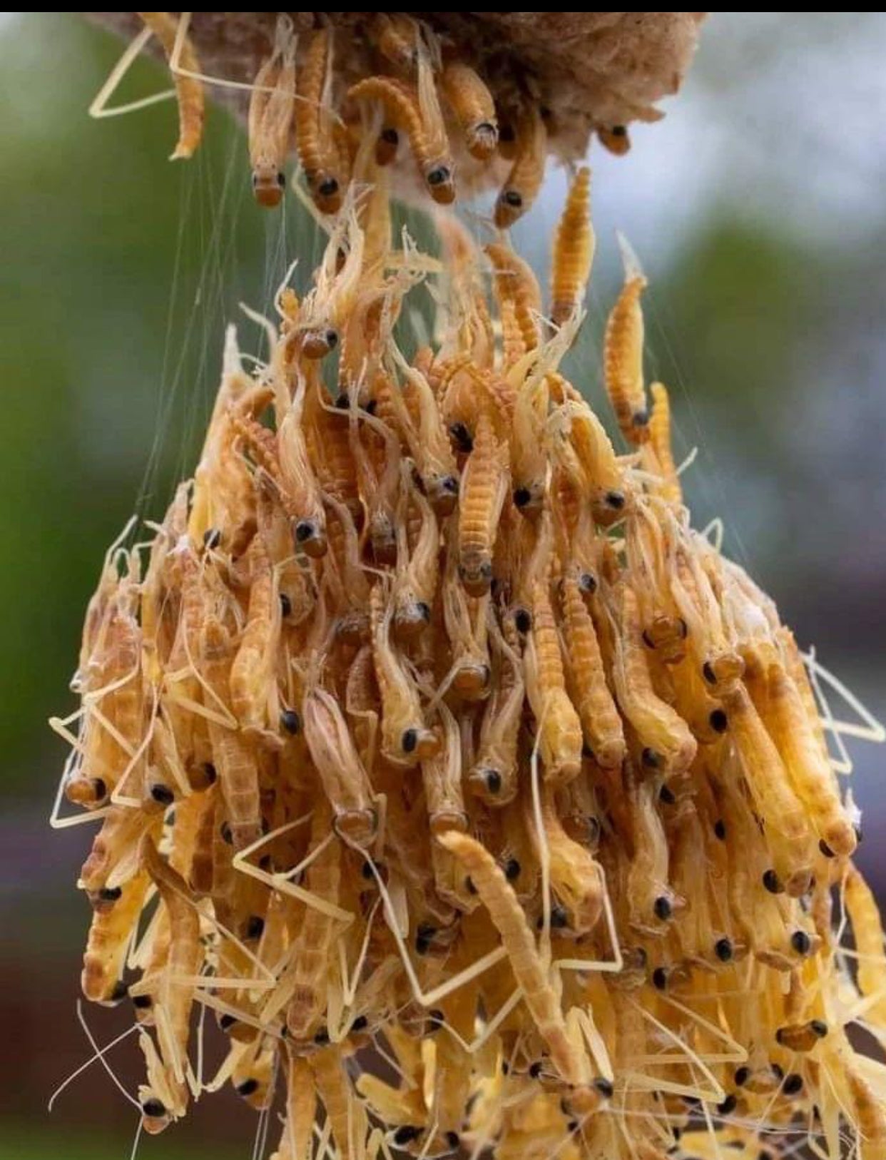 Praying mantis egg mounted in hatching container - USMANTIS